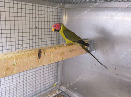 Proven Plumhead parrakeets