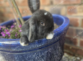 Mini lop babies for sale