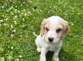 Beautiful Cocker spaniel Puppies