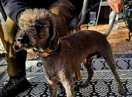 Bedlington Terrier for stud
