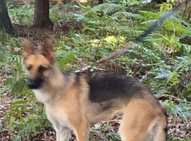 Sad sale  german shepherd  bitch for sale