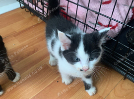 7 weeks old kittens