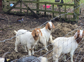 Boer doelings female goats - 2 available