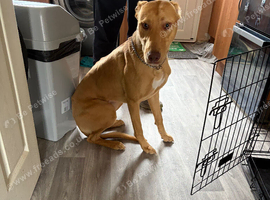 Make lurcher pup