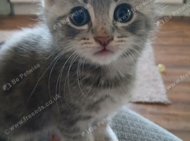 Grey tabby kittens