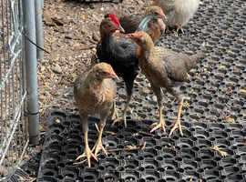 Free trio of modern game bantams