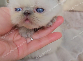 Stunning Pedigree Persian Kittens