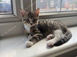 Taby cat