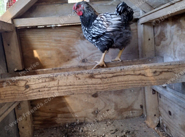 Wyndotte cockerel