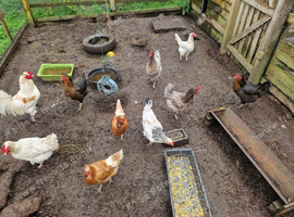 Chickens need new home