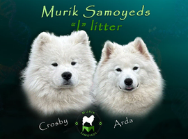 KC Registered Samoyeds from Proven Champion Lines