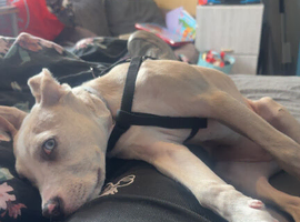 Staffy cross whippet border collie