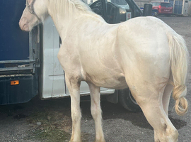 Sabino gelding to make 14&rsquo;3-15hh