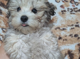 Havanese Pappy's girl