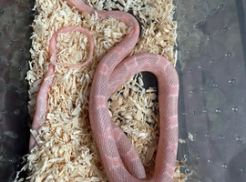 Scaleless corn snake