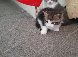 There are four kittens for sale