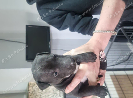 4 puppies for sale