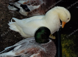 SILVER AND WHITE QUALITY CALL DUCK DRAKES