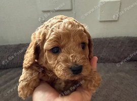 6 week old female and male left