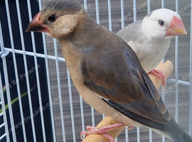 Java finch