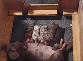 Miniature dachshund