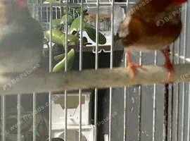 Triple orange finches