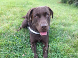 Dark chocolate Labrador Stud dog