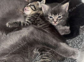 1 gorjus wee guy left Russian blue kitten