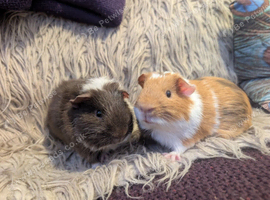 Pair of young texel and sheltie brothers