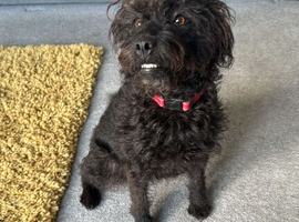 Patterdale terrier
