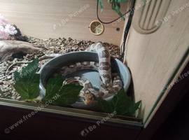 URGENT! corn snake that needs rehoming