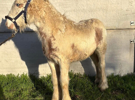 Registered gypsy cob colt