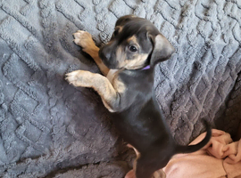 Staffy lurcher x beagle puppies