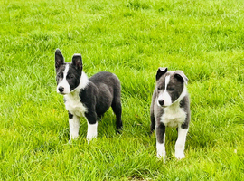 Lilac/grey an white collie pups