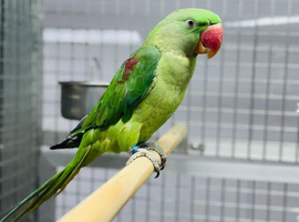 Alexandrian parrot
