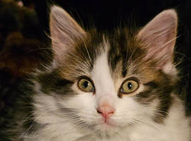 Last fluffy male kitten ready now