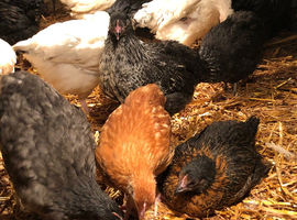 Happy, healthy, 10 week old pullets.