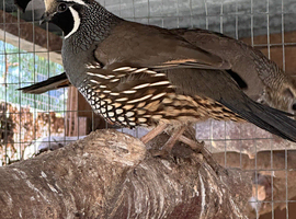 Californian quail pair