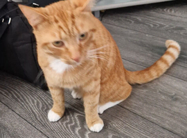 Ginger cat 2 year old