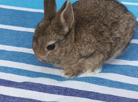 Beautiful agouti nertherland dwarf rabbit