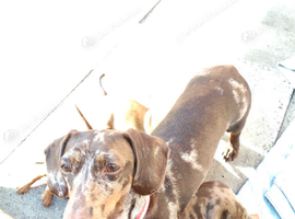 Miniature dachshund mixed with Patterdale