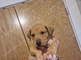 Alaunt/ bull x puppies