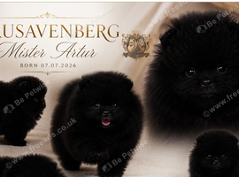 KC DNA SHORT MUZZLE MINIATURE POMERANIAN PUPPIES