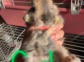 Baby French lops