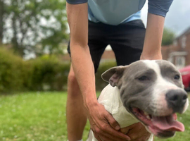 1 year old female staffy