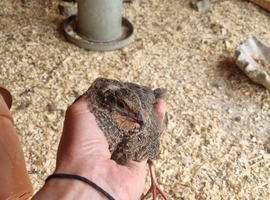 4 boys looking for a new home