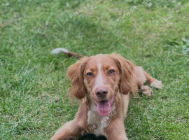Beautiful 6-Month-Old Female Cocker spaniel
