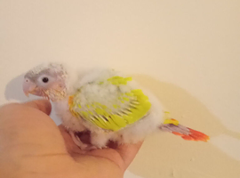 Hand rearing Baby suncheeck conure
