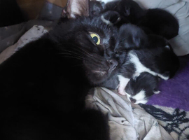 Black and tuxedo kittens