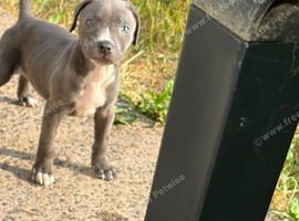 Blue and white Staffordshire pup